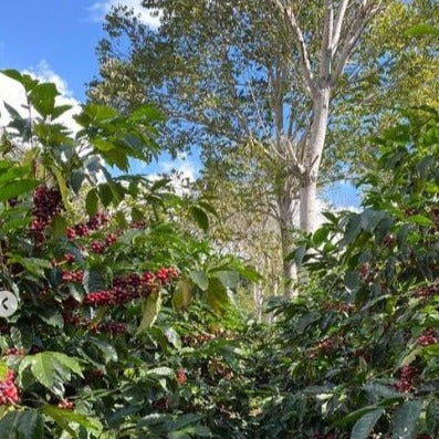 Claudio Castro [H10 anaerobic natural] filter roast