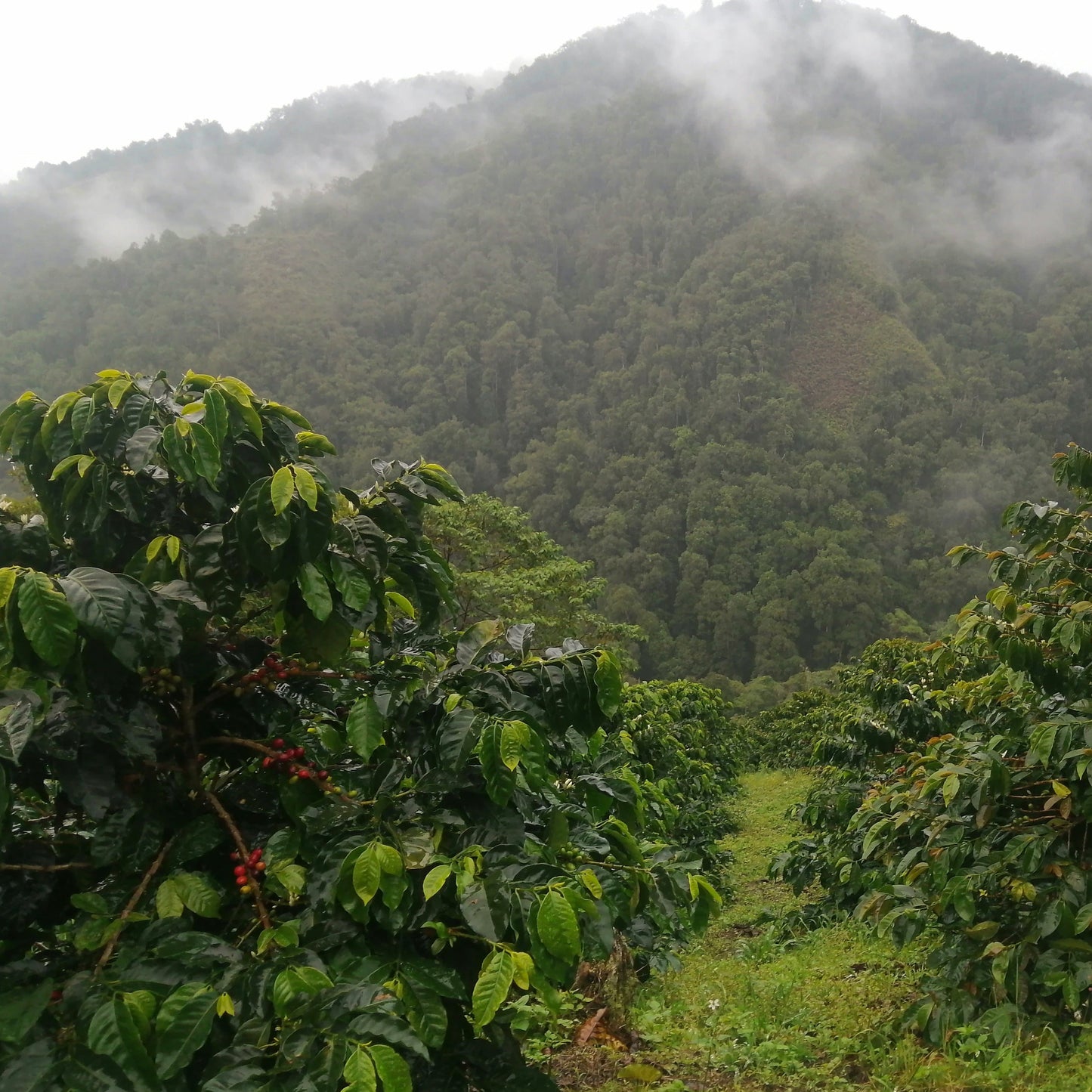 NORBEY QUIMBAYO  [Caturra]  filter roast