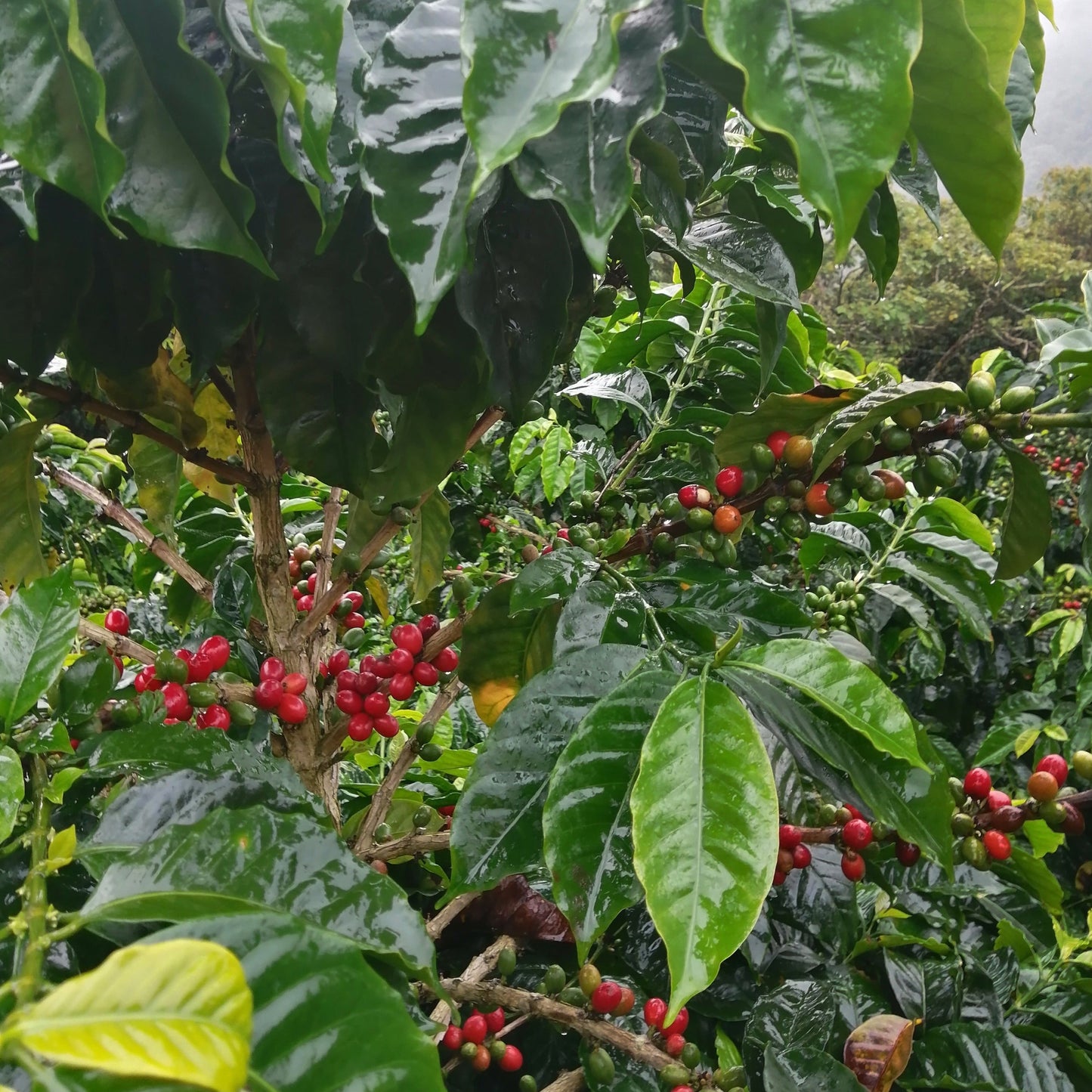 NORBEY QUIMBAYO  [Caturra]  filter roast
